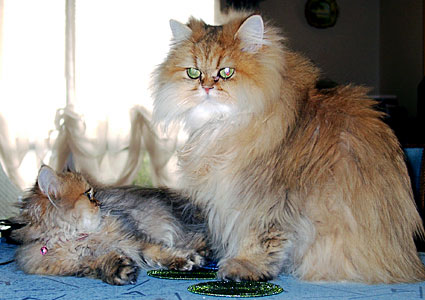 猫, チンチラ・ゴールデン, 来夢, 来喜