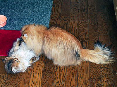 猫, チンチラ・ゴールデン, 来夢, 来喜