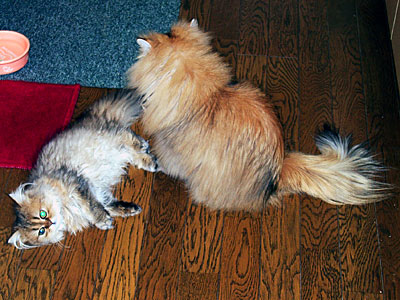 猫, チンチラ・ゴールデン, 来夢, 来喜