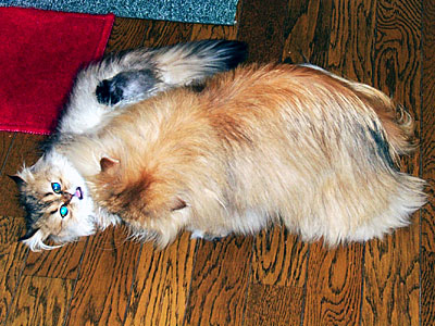 猫, チンチラ・ゴールデン, 来夢, 来喜