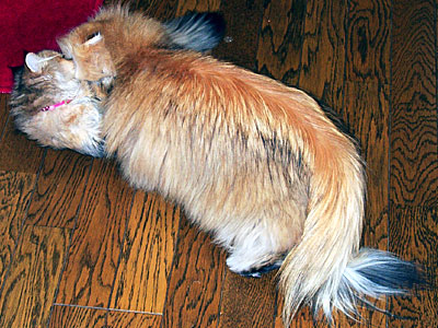 猫, チンチラ・ゴールデン, 来夢, 来喜