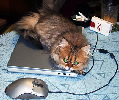 猫, チンチラ・ゴールデン, 来夢, 来喜