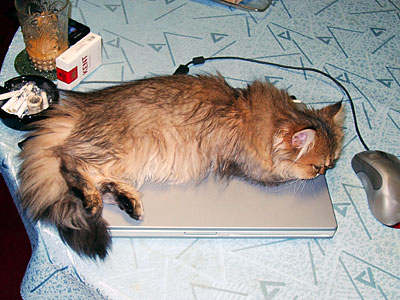 猫, チンチラ・ゴールデン, 来夢, 来喜