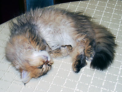 猫, チンチラ・ゴールデン, 来夢, 来喜