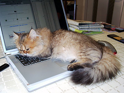 猫, チンチラ・ゴールデン, 来夢, 来喜