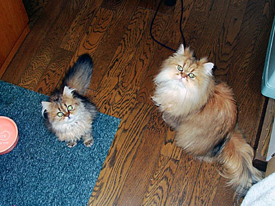 猫, チンチラ・ゴールデン, 来夢, 来喜
