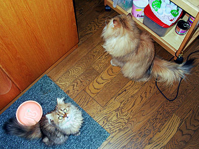 猫, チンチラ・ゴールデン, 来夢, 来喜