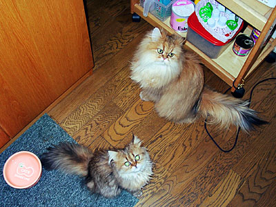 猫, チンチラ・ゴールデン, 来夢, 来喜