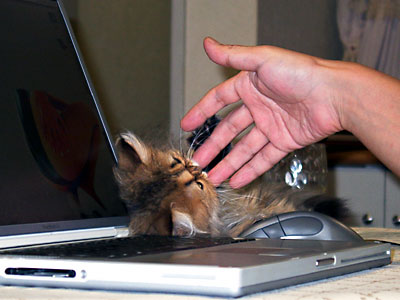 猫, チンチラ・ゴールデン, 来夢, 来喜