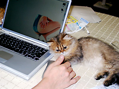 猫, チンチラ・ゴールデン, 来夢, 来喜