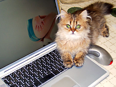 猫, チンチラ・ゴールデン, 来夢, 来喜