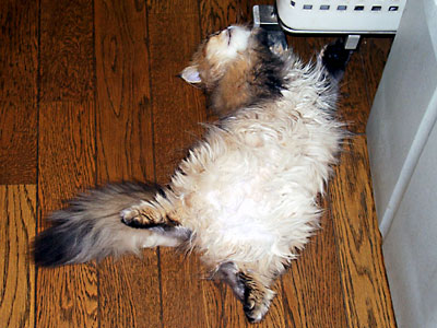 猫, チンチラ・ゴールデン, 来夢, 来喜