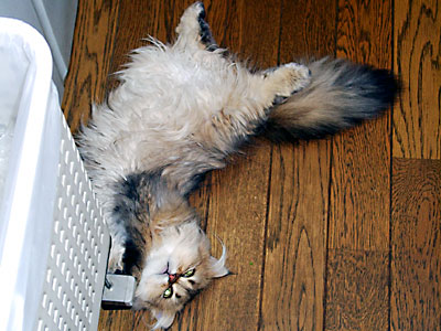 猫, チンチラ・ゴールデン, 来夢, 来喜