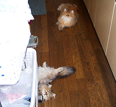 猫, チンチラ・ゴールデン, 来夢, 来喜