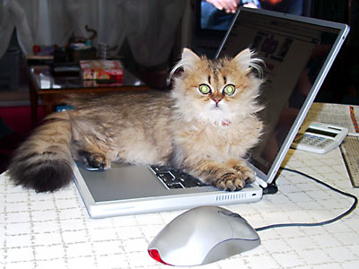 猫, チンチラ・ゴールデン, 来夢, 来喜