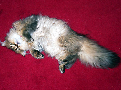 猫, チンチラ・ゴールデン, 来夢, 来喜