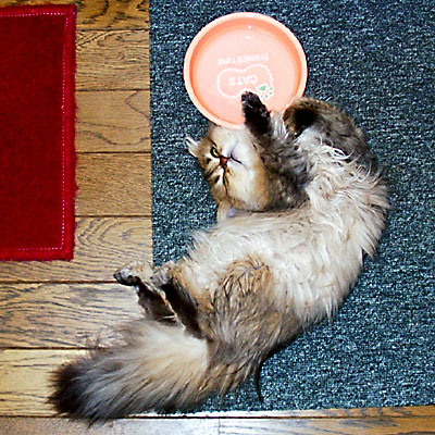 猫, チンチラ・ゴールデン, 来夢, 来喜