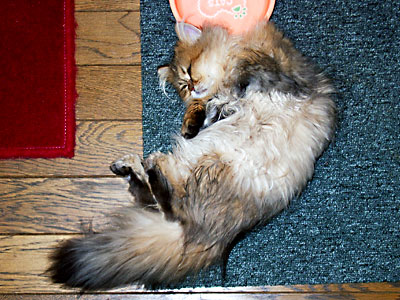 猫, チンチラ・ゴールデン, 来夢, 来喜