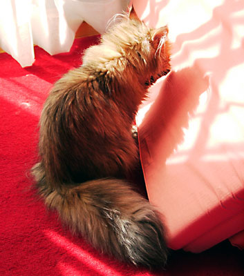 猫, チンチラ・ゴールデン, 来夢, 来喜