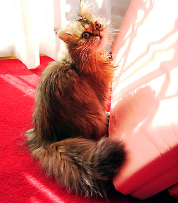 猫, チンチラ・ゴールデン, 来夢, 来喜