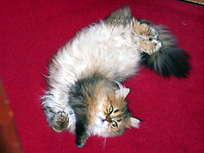 猫, チンチラ・ゴールデン, 来夢, 来喜