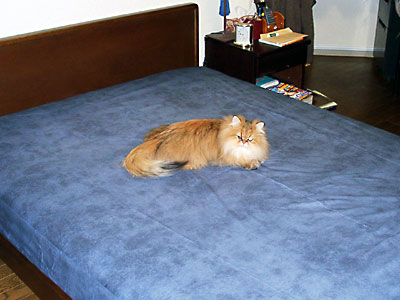 猫, チンチラ・ゴールデン, 来夢, 来喜