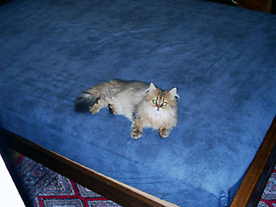 猫, チンチラ・ゴールデン, 来夢, 来喜