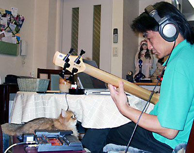 猫, チンチラ・ゴールデン, 来夢, 来喜