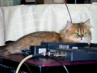 猫, チンチラ・ゴールデン, 来夢, 来喜