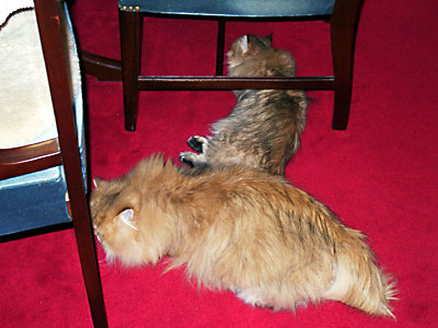 猫, チンチラ・ゴールデン, 来夢, 来喜