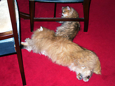 猫, チンチラ・ゴールデン, 来夢, 来喜