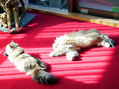 猫, チンチラ・ゴールデン, 来夢, 来喜