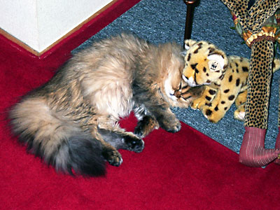 猫, チンチラ・ゴールデン, 来夢, 来喜