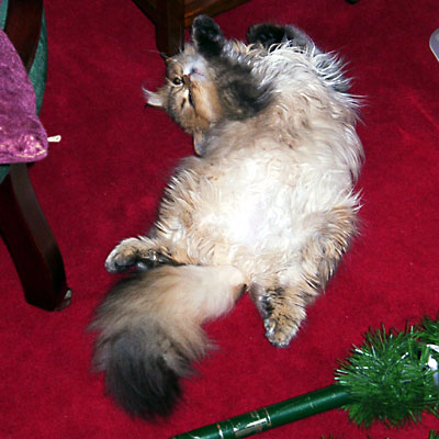 猫, チンチラ・ゴールデン, 来夢, 来喜