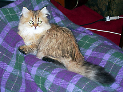 猫, チンチラ・ゴールデン, 来夢, 来喜