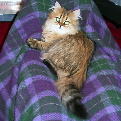 猫, チンチラ・ゴールデン, 来夢, 来喜