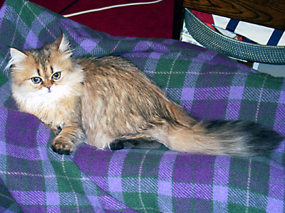 猫, チンチラ・ゴールデン, 来夢, 来喜