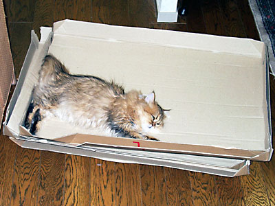 猫, チンチラ・ゴールデン, 来夢, 来喜