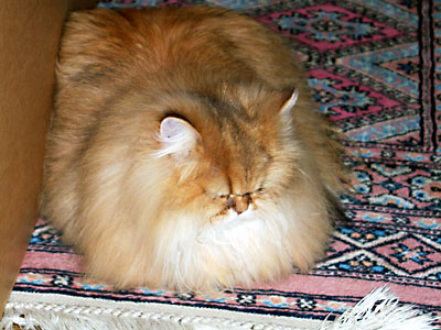 猫, チンチラ・ゴールデン, 来夢, 来喜