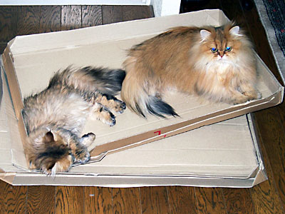 猫, チンチラ・ゴールデン, 来夢, 来喜