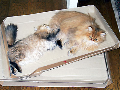 猫, チンチラ・ゴールデン, 来夢, 来喜