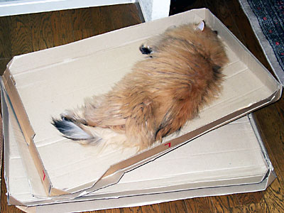 猫, チンチラ・ゴールデン, 来夢, 来喜