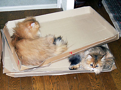 猫, チンチラ・ゴールデン, 来夢, 来喜