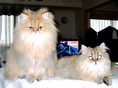 猫, チンチラ・ゴールデン, 来夢, 来喜