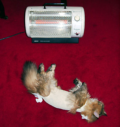 猫, チンチラ・ゴールデン, 来夢, 来喜