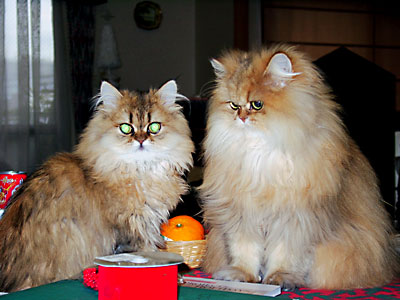 猫, チンチラ・ゴールデン, 来夢, 来喜