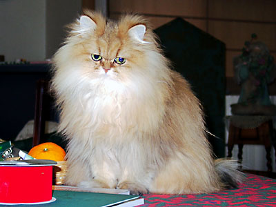 猫, チンチラ・ゴールデン, 来夢, 来喜