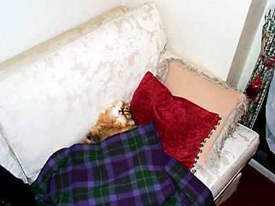 猫, チンチラ・ゴールデン, 来夢, 来喜