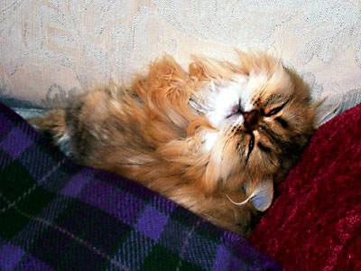 猫, チンチラ・ゴールデン, 来夢, 来喜