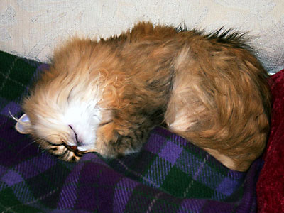 猫, チンチラ・ゴールデン, 来夢, 来喜